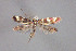  (Micropterix lakoniensis - MK-7681)  @11 [ ] Copyright (2010) Unspecified The Reasearch Collection of H. Christof Zeller-Lukashort