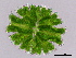  (Micrasterias apiculata - MZCH247)  @11 [ ] CreativeCommons - Attribution Non-Commercial Share-Alike (2015) Hanny Tantau Biocentre Klein Flottbek