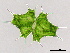  (Micrasterias ceratofera - MZCH355)  @11 [ ] CreativeCommons - Attribution Non-Commercial Share-Alike (2015) Hanny Tantau Biocentre Klein Flottbek