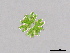  (Micrasterias foliacea - MZCH374)  @11 [ ] CreativeCommons - Attribution Non-Commercial Share-Alike (2015) Hanny Tantau Biocentre Klein Flottbek