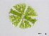  (Micrasterias novae-terrae - MZCH410)  @11 [ ] CreativeCommons - Attribution Non-Commercial Share-Alike (2015) Hanny Tantau Biocentre Klein Flottbek