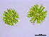  (Micrasterias radians var. evoluta - MZCH518)  @11 [ ] CreativeCommons - Attribution Non-Commercial Share-Alike (2015) Hanny Tantau Biocentre Klein Flottbek