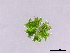  (Micrasterias crux-melitensis var. janeira - MZCH98)  @11 [ ] CreativeCommons - Attribution Non-Commercial Share-Alike (2015) Hanny Tantau Biocentre Klein Flottbek