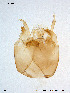  (Rheotanytarsus ringei - MA5)  @13 [ ] CreativeCommons - Attribution Non-Commercial Share-Alike (2011) NTNU Museum of Natural History and Archaeology NTNU Museum of Natural History and Archaeology