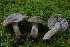  (Tricholoma scalpturatum - MCBS 027)  @11 [ ] CreativeCommons - Attribution Non-Commercial Share-Alike (2010) Unspecified Royal Ontario Museum