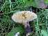  (Lactarius cf. gerardii - MCBS 179)  @11 [ ] CreativeCommons - Attribution Non-Commercial Share-Alike (2010) Bell Museum of Natural History, University of Minnesota Royal Ontario Museum