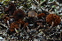  (Cortinarius cf. romagnesii - MCBS 063)  @11 [ ] CreativeCommons - Attribution Non-Commercial Share-Alike (2010) Bell Museum of Natural History, University of Minnesota Royal Ontario Museum