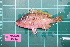  (Lethrinus erythracanthus - FDP_GOVG_2207_057A)  @11 [ ] Copyright (2024) Unspecified University of the Philippines Mindanao