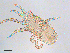  (Arctoseius taeniolatus - BIOUG00036-62)  @14 [ ] CreativeCommons - Attribution (2013) CBG Photography Group Centre for Biodiversity Genomics