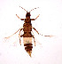  (Organothrips indicus - AP2)  @11 [ ] Copyright (2013) PHCDBS Paul Hebert Center for DNA Barcoding and Biodiversity Studies