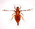  (Panchaetothrips indicus - AP3)  @11 [ ] Copyright (2013) PHCDBS Paul Hebert Center for DNA Barcoding and Biodiversity Studies
