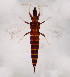  (Adraneothrips infirmus - AP5)  @13 [ ] Copyright (2013) PHCDBS Paul Hebert Center for DNA Barcoding and Biodiversity Studies
