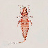  (Urothrips - FKL)  @11 [ ] Copyright (2013) PHCDBS Paul Hebert Centre for DNA Barcoding and Biodiversity Studies
