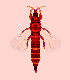  (Gynaikothrips cecidii - BKL)  @13 [ ] Copyright (2013) PHCDBS Paul Hebert Centre for DNA Barcoding and Biodiversity Studies