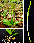  (Ophioglossum costatum - KSR-0018)  @11 [ ] Copyright (2015) The M. S. University of Baroda, Vadodara The M. S. University of Baroda, Vadodara