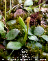  (Ophioglossum parvifolium - KSR-0022)  @11 [ ] Copyright (2018) The M.S.University of Baroda,Vadodara The M.S.University of Baroda,Vadodara