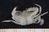  ( - UMBergen_MBOWA_brach102)  @11 [ ] CreativeCommons - Attribution Non-Commercial Share-Alike (2013) Natural History Collections, University of Bergen University of Bergen, Natural History Collections