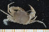  (Portuninae - UMBergen_MBOWA_brach102)  @15 [ ] CreativeCommons - Attribution Non-Commercial Share-Alike (2013) Natural History Collections, University of Bergen University of Bergen, Natural History Collections