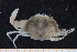  ( - UMBergen_MBOWA_brach105)  @11 [ ] CreativeCommons - Attribution Non-Commercial Share-Alike (2013) Natural History Collections, University of Bergen University of Bergen, Natural History Collections