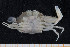  ( - UMBergen_MBOWA_brach105)  @11 [ ] CreativeCommons - Attribution Non-Commercial Share-Alike (2013) Natural History Collections, University of Bergen University of Bergen, Natural History Collections