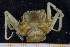  (Phyllodorippe - UMBergen_MBOWA_brach183)  @14 [ ] CreativeCommons - Attribution Non-Commercial Share-Alike (2013) Natural History Collections, University of Bergen University of Bergen, Natural History Collections