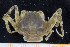  ( - UMBergen_MBOWA_brach183)  @13 [ ] CreativeCommons - Attribution Non-Commercial Share-Alike (2013) Natural History Collections, University of Bergen University of Bergen, Natural History Collections