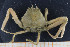  ( - UMBergen_MBOWA_brach184)  @13 [ ] CreativeCommons - Attribution Non-Commercial Share-Alike (2013) Natural History Collections, University of Bergen University of Bergen, Natural History Collections