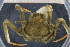  (Ethusina beninia - UMBergen_MBOWA_brach186)  @11 [ ] CreativeCommons - Attribution Non-Commercial Share-Alike (2013) Natural History Collections, University of Bergen University of Bergen, Natural History Collections