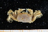  (Hexapodidae - UMBergen_MBOWA_brach192)  @14 [ ] CreativeCommons - Attribution Non-Commercial Share-Alike (2013) Unspecified University of Bergen, Natural History Collections