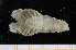  (Scyllarus caparti - UMBergen_MBOWA_scyll04)  @15 [ ] CreativeCommons - Attribution Non-Commercial Share-Alike (2013) Unspecified University of Bergen, Natural History Collections