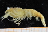  ( - UMBergen_MBOWA_shrimp04)  @11 [ ] CreativeCommons - Attribution Non-Commercial Share-Alike (2013) Unspecified University of Bergen, Natural History Collections