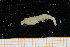  ( - UMBergen_MBOWA_shrimp05)  @11 [ ] CreativeCommons - Attribution Non-Commercial Share-Alike (2013) Unspecified University of Bergen, Natural History Collections