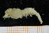  ( - UMBergen_MBOWA_shrimp06)  @11 [ ] CreativeCommons - Attribution Non-Commercial Share-Alike (2013) Unspecified University of Bergen, Natural History Collections