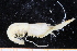 ( - UMBergen_MBOWA_shrimp10)  @14 [ ] CreativeCommons - Attribution Non-Commercial Share-Alike (2013) Unspecified University of Bergen, Natural History Collections