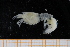  ( - UMBergen_MBOWA_shrimp12)  @11 [ ] CreativeCommons - Attribution Non-Commercial Share-Alike (2013) Unspecified University of Bergen, Natural History Collections