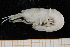  ( - UMBergen_MBOWA_shrimp13)  @11 [ ] CreativeCommons - Attribution Non-Commercial Share-Alike (2013) Unspecified University of Bergen, Natural History Collections