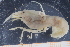  ( - UMBergen_MBOWA_shrimp15)  @13 [ ] CreativeCommons - Attribution Non-Commercial Share-Alike (2013) Unspecified University of Bergen, Natural History Collections