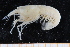  ( - UMBergen_MBOWA_shrimp17)  @11 [ ] CreativeCommons - Attribution Non-Commercial Share-Alike (2013) Unspecified University of Bergen, Natural History Collections