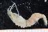 (Alpheus sp. 2 - UMBergen_MBOWA_shrimp19)  @11 [ ] CreativeCommons - Attribution Non-Commercial Share-Alike (2013) Unspecified University of Bergen, Natural History Collections