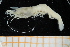  (Metapenaeopsis - UMBergen_MBOWA_shrimp30)  @15 [ ] CreativeCommons - Attribution Non-Commercial Share-Alike (2013) Unspecified University of Bergen, Natural History Collections