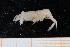  ( - UMBergen_MBOWA_shrimp37)  @13 [ ] CreativeCommons - Attribution Non-Commercial Share-Alike (2013) Unspecified University of Bergen, Natural History Collections