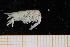  ( - UMBergen_MBOWA_shrimp38)  @12 [ ] CreativeCommons - Attribution Non-Commercial Share-Alike (2013) Unspecified University of Bergen, Natural History Collections