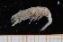  ( - UMBergen_MBOWA_shrimp41)  @13 [ ] CreativeCommons - Attribution Non-Commercial Share-Alike (2013) Unspecified University of Bergen, Natural History Collections