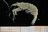  (Processidae - UMBergen_MBOWA_shrimp78)  @15 [ ] CreativeCommons - Attribution Non-Commercial Share-Alike (2013) Unspecified University of Bergen, Natural History Collections