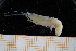  (Solenoceridae - UMBergen_MBOWA_shrimp92)  @14 [ ] CreativeCommons - Attribution Non-Commercial Share-Alike (2013) Unspecified University of Bergen, Natural History Collections