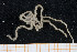  ( - UMBergen_MBOWA_ophiu68)  @11 [ ] CreativeCommons - Attribution Non-Commercial Share-Alike (2013) Natural History Collections, University of Bergen University of Bergen, Natural History Collections