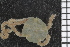  (Amphipholis nudipora - ZMBN_84738)  @13 [ ] CreativeCommons - Attribution Non-Commercial Share-Alike (2014) University of Bergen University of Bergen, Natural History Collections