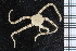  (Ophiolepis paucispina - ZMBN_99239)  @11 [ ] CreativeCommons - Attribution Non-Commercial Share-Alike (2014) University of Bergen University of Bergen, Natural History Collections