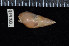  ( - ZMBN 91930)  @11 [ ] CreativeCommons - Attribution Non-Commercial Share-Alike (2014) Manuel A. E. Malaquias University of Bergen, Natural History Collections