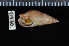  (Dorsaninae - ZMBN 91930)  @12 [ ] CreativeCommons - Attribution Non-Commercial Share-Alike (2014) Manuel A. E. Malaquias University of Bergen, Natural History Collections